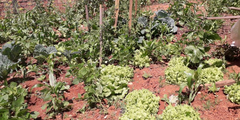 Horta Orgânica